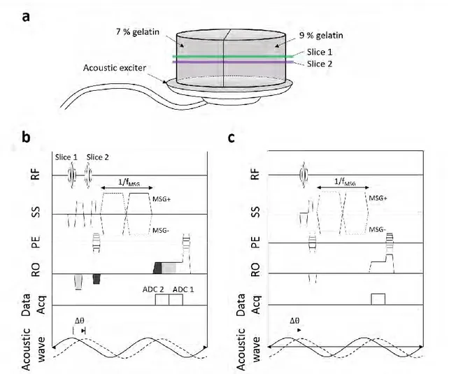 Figure 3.2 (a) Illustration of the gelatin phantom (left-7% and right-9% gelatin), (b) Chronogram of  SER-GRE MRE and (c) GRE-MRE sequences, integrating MSG and time-harmonic motion generated  by an external acoustic exciter