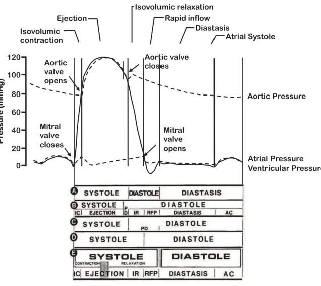 Figure 1. DiffŽrentes subdivisions et phases du cycle cardiaque. En A, la subdivision en systole et diastole selon Henderson,  en B selon Wiggers, en C selon la dŽfinition utilisŽe en clinique humaine et en D selon la subdivision modifiŽe de Wiggers