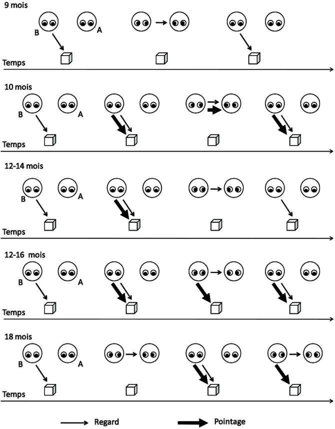 Figure 3 : modification progressive de la séquence des regards et des pointages au cours  du  développement  de  la  désignation  chez  l’enfant  entre  9  et  18  mois  (D’après  (Franco  F,  2005))