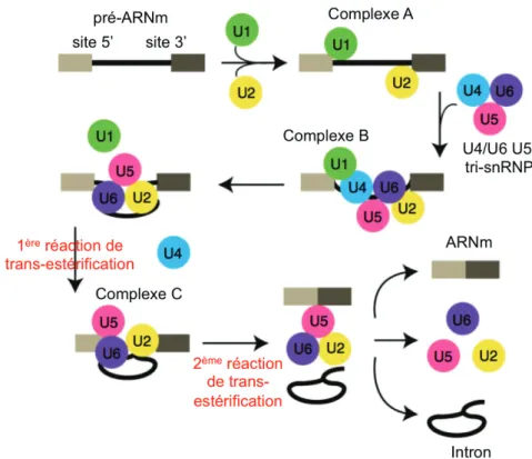 Figure 3 – Schéma simpliﬁé de la réaction d’épissage. La première étape de l’assemblage du spliceosome consiste en la reconnaissance du site 5’ par la snRNP U1