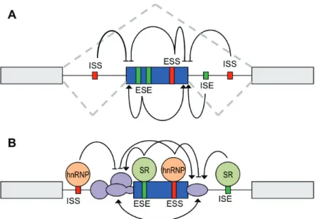 Figure 4 – Régulation de l’épissage. A. Les séquences cis-régulatrices. Les séquences sont nommées d’après leur position et leur activité