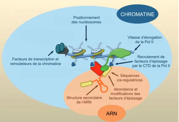 Figure 5 – Complexité de la régulation de l’épissage. L’épissage alternatif est le résultat de la combinaison de nombreux paramètres : les éléments cis-régulateurs et les structures secondaires de l’ARN, mais aussi les propriétés de la transcription et de 