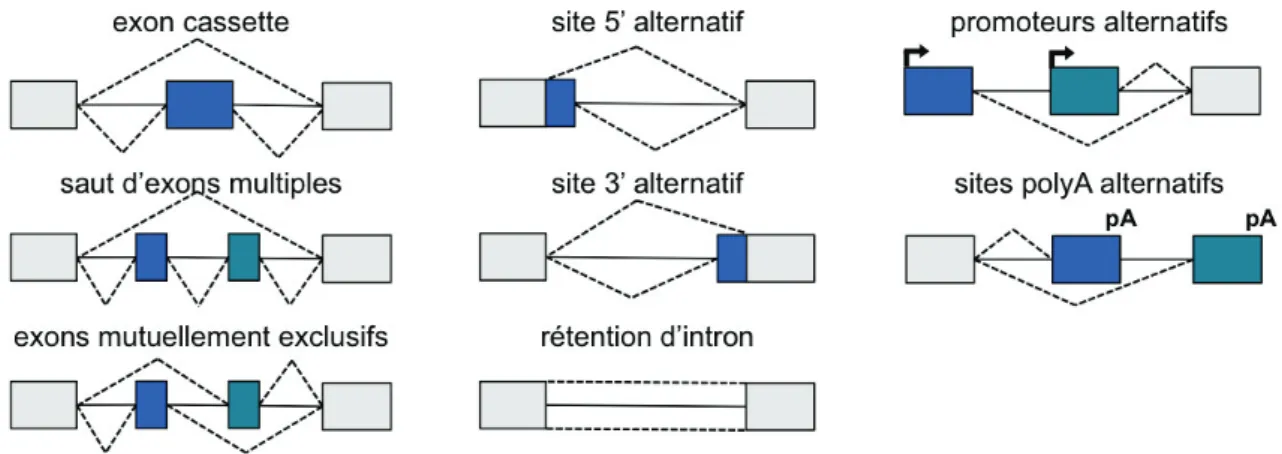 Figure 6 – Diﬀérents événements produisant plusieurs variants à partir d’un même gène