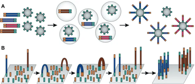 Figure 14 – Les deux méthodes d’ampliﬁcation clonale utilisées par les technologies de séquençage de seconde génération