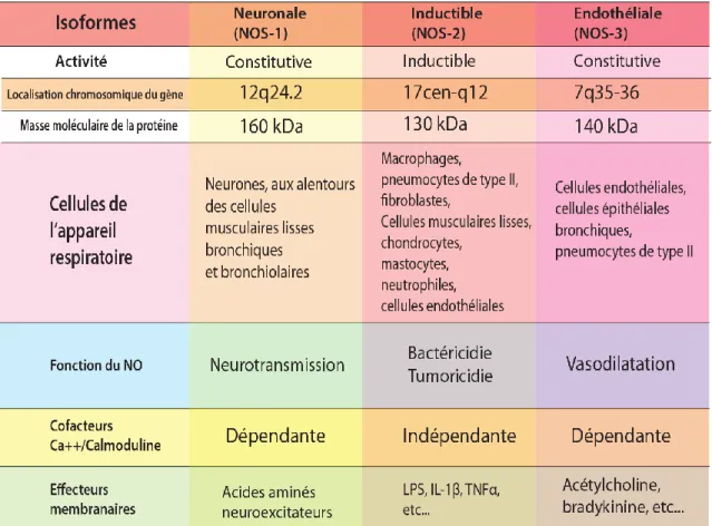 Tableau II : Les trois principales isoformes des NO synthases. 