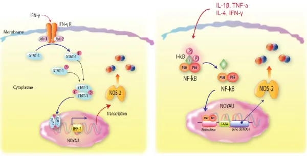 Figure 5: Monoxyde d’azote produit en grande quantité par la NOS inductible en réponse aux  stimulus pro-inflammatoires