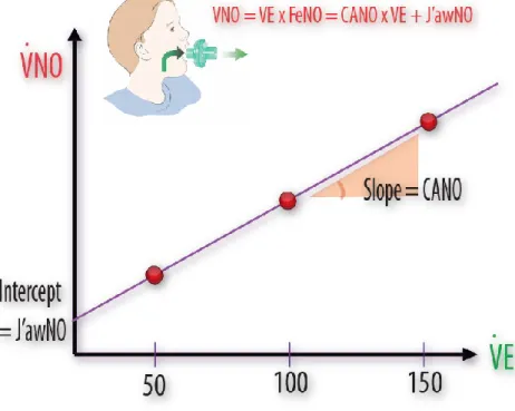 Figure  7 :  Relation  linéaire  entre  V’ E  et  V’ NO   d’après  le  modèle  à  deux  compartiments  de  Tsoukias et George (référence)