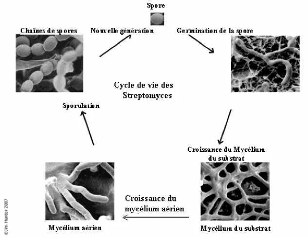 Figure N°2 : Cycle de vie des Streptomyces 