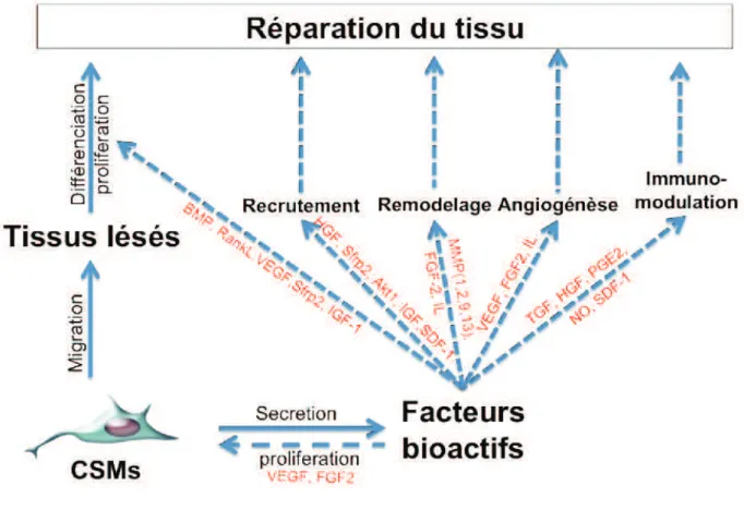 Figure 14: Capacité paracrine des CSMs (d’après Deschepper M.) 