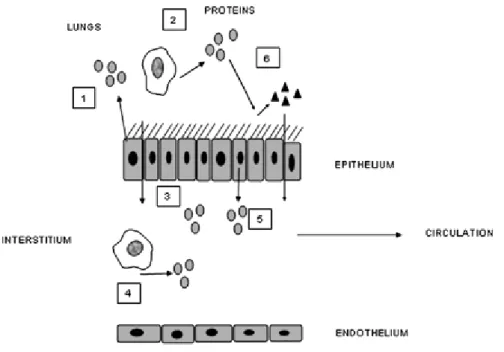 Figure  7 :  Représentation  schématique  des  mécanismes  qui  influencent  le  processus  de 