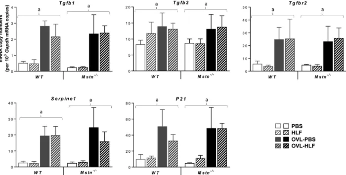 Figure 7. Effect of overload on the expression of TGF- b signalling components in WT and Mstn / mice following halofuginone treatment