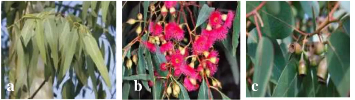 Figure 04 : photographies d'E globulus ; (a) : feuilles, (b) : fleures, (c) : fruits  (Babar et al., 2015 ; Kesharwani et al., 2018)
