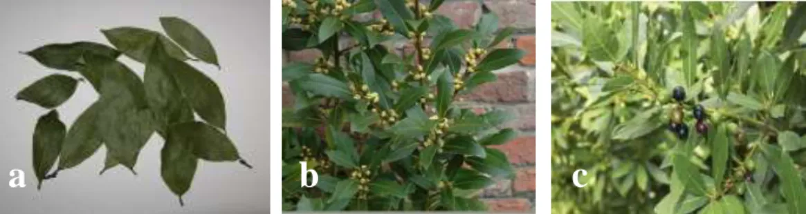 Figure 05  :  Phtographies de L nobilis ;  (a) : feuilles, (b) : fleures, (c) : fruits ( Patrakar et al., 2012 ; Marques et al., 2016 ; Lobstein et al., 2017).