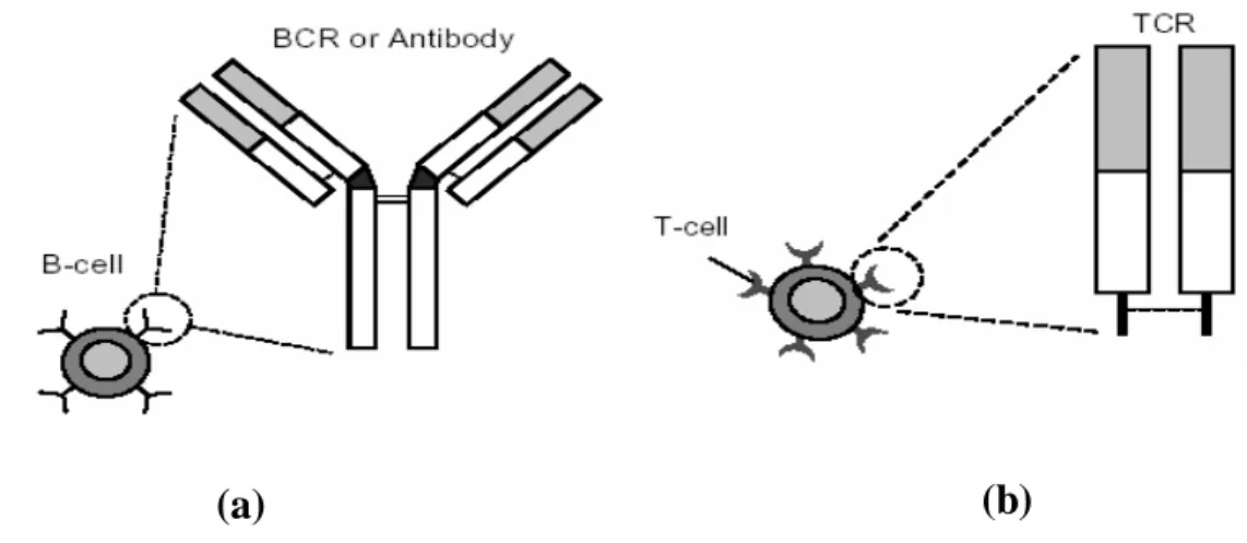 Figure 3.2 : Présentation d’une cellule B et une cellule T.  