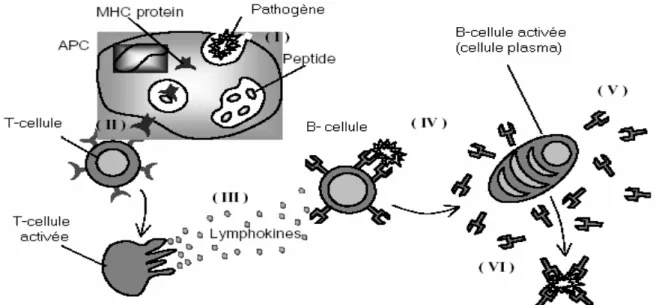 Figure 3.3 : Le processus de base de défense immunitaire 
