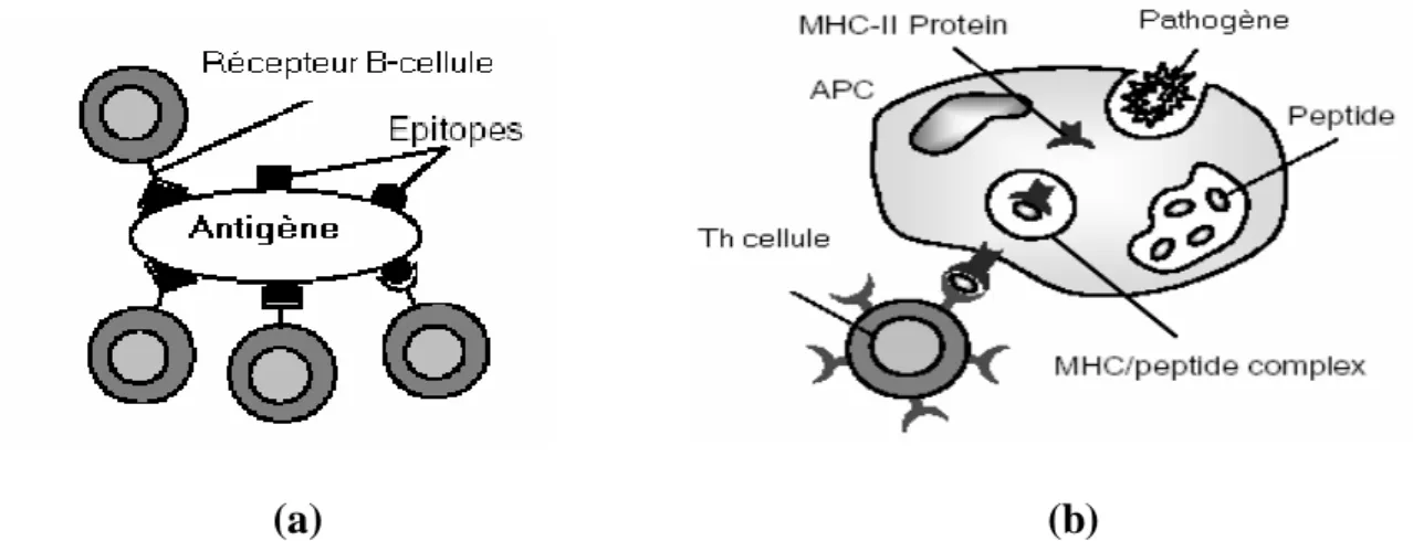 Figure 3.4 : L’identification dans le système immunitaire  III.2.6.2  L’activation 