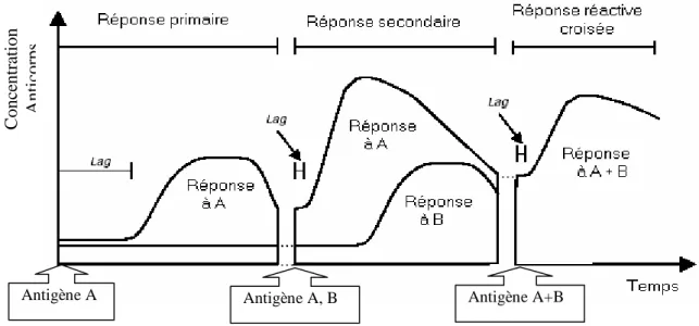 Figure 3.6 : Les différents types de réponses immunitaires  III.2.7.3  La maturation d’affinité 