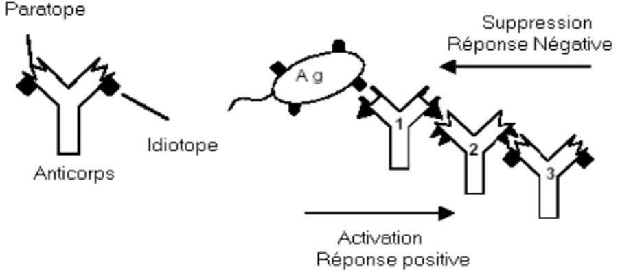 Figure 3.7 : La représentation du réseau immunitaire idiotypique 