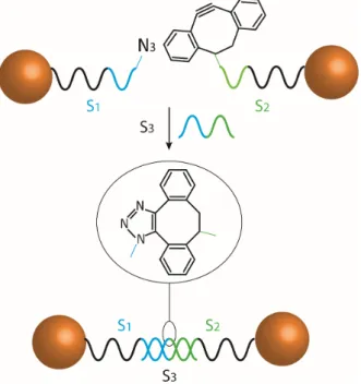 Figure S1 – Schematic of the assembly of DNA-linked dimers and subsequent