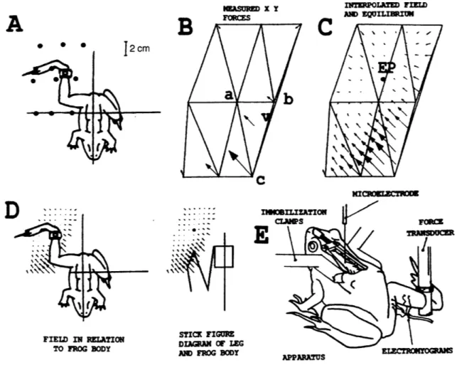 Figure  4- Experimental  Setup  (taken from Bizzi,  1995) A:  Orientation of frog preparation  B: Measured force  vectors  C:  Force  vectors interpolated  between measured locations  and calculated location  of