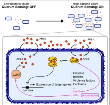 FIGURE 1 | Quorum sensing signaling in bacteria. Acyl-homomserine lactones (AHLs) are auto-inducers used by Gram-negative bacteria to communicate.