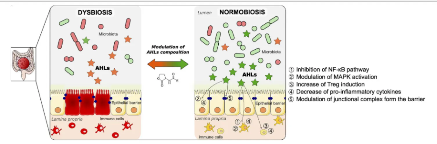FIGURE 2 | Proposed model of modulation of gut mucosa inflammation by N-acyl-homoserine lactone (AHL)-driven quorum sensing and associated cellular pathways