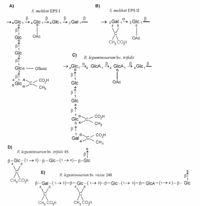 Figure 4: Schéma de la structure de différents exopolysaccharides en fonction de la souche qui les  produits (Skorupska et coll., 2006)