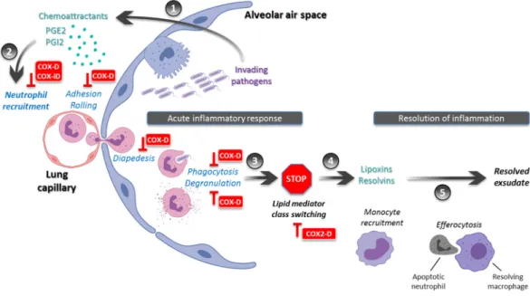 Figure 1. During pneumonia, NSAIDs may interfere with acute inflammation response and  resolution