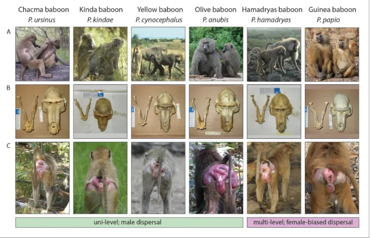 Figure 2. Illustration of key traits across baboon species. (A) Phenotypic variation between species