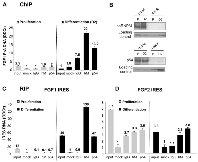 Fig 2. Interaction of hnRNPM and p54 nrb proteins with FGF1 promoter and IRES. (A) ChIP assays were performed as described in Mat