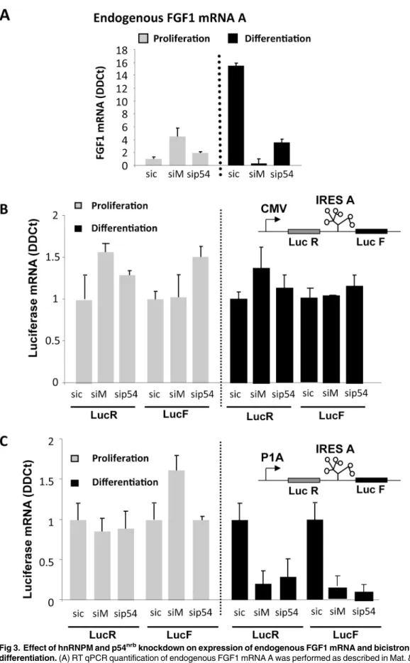 Fig 3. Effect of hnRNPM and p54 nrb knockdown on expression of endogenous FGF1 mRNA and bicistronic mRNAs during myoblast