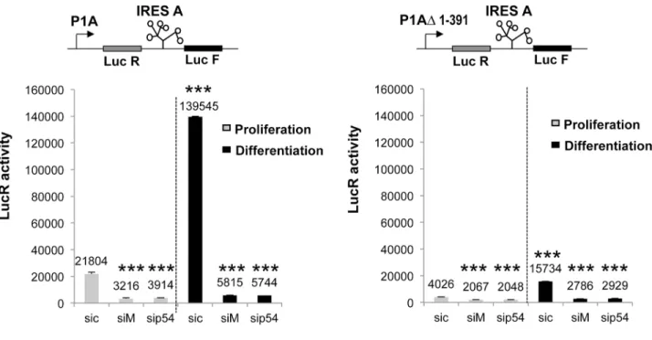 Fig 7. Influence of transcription level on the activity of the FGF1 IRES A. C2C12 cells were transfected with bicistronic plasmids containing either the complete promoter 1A or a deleted promoter lacking nucleotides 1 to 391