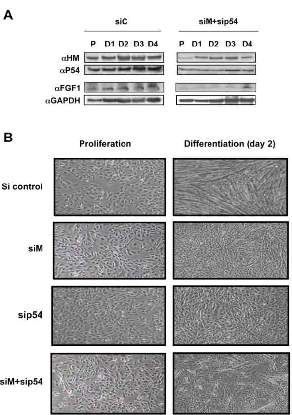 Fig 8. Role of hnRNPM and p54 nrb in myoblast differentiation. (A) Effect of hnRNPM and p54 nrb knockdown on expression of endogenous FGF1