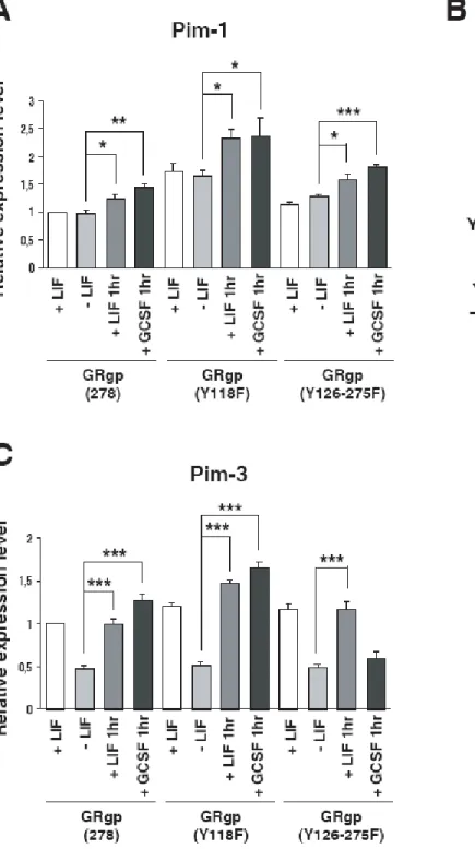 Figure 2. Regulation of pim-1 (A,B)  and  pim-3 (C) expression in ES cells expressing GRgp278,  GRgpY126-275F, and GRgpY118F chimaeric receptors