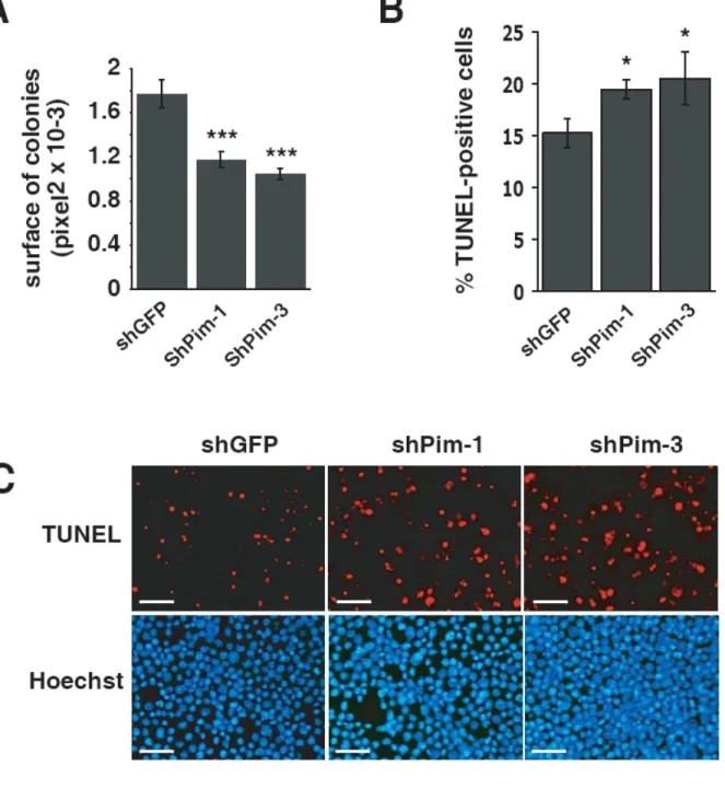 Figure 6. Knock-down of pim-1 and pim-3 expression by lentiviral vector-mediated RNA  interference and evaluation of colony size (A) and apoptosis (B, C) in a clonal assay