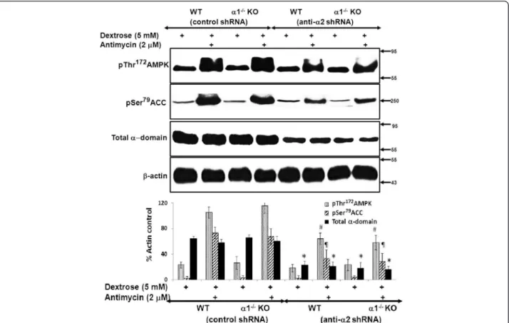 Figure 9 Effect of knockdown of the α 2 isoform of AMPK on the activity of the AMPK pathway in MPT cells from α 1 −/− and WT mice.
