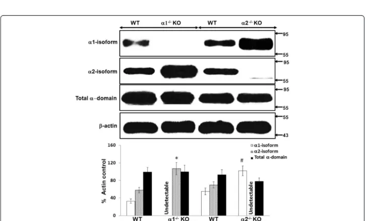 Figure 3 Relative expression of the catalytic alpha ( α ) domain of AMPK in whole kidney cortex obtained from α 1 −/− and α 2 −/−