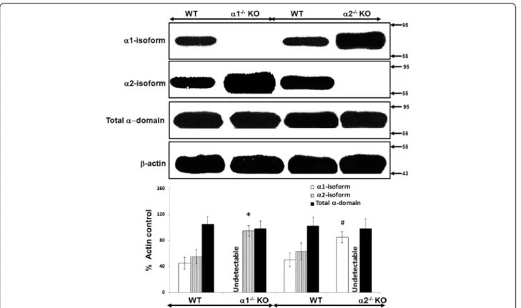 Figure 4 Relative expression of the catalytic alpha ( α ) domain of AMPK in proximal tubular cells derived from α 1 −/− and α 2 −/−