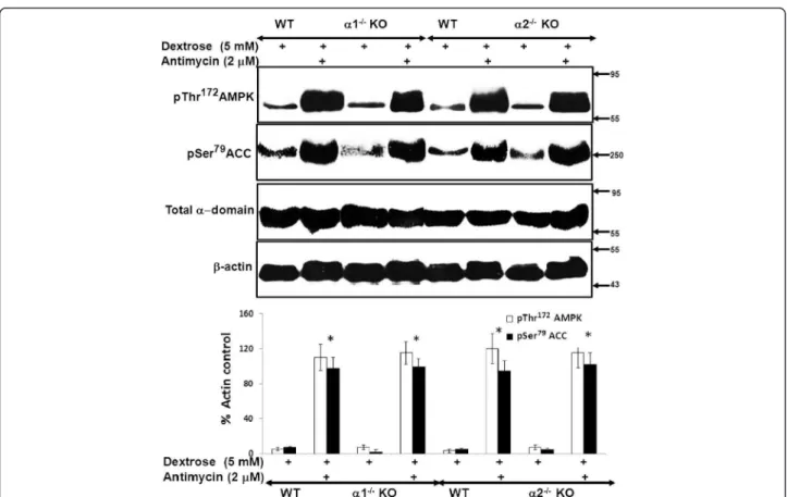 Figure 5 Effect of metabolic stress on activation of the AMPK pathway in MPT cells from α 1 −/− and α 2 −/− KO mice