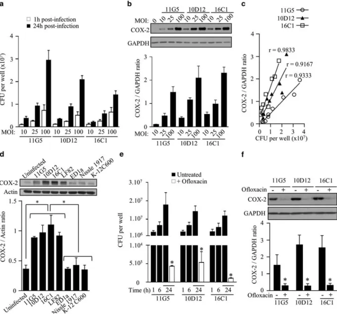 Figure 5 COX-2 expression in infected macrophages is correlated with the presence of intracellular bacteria