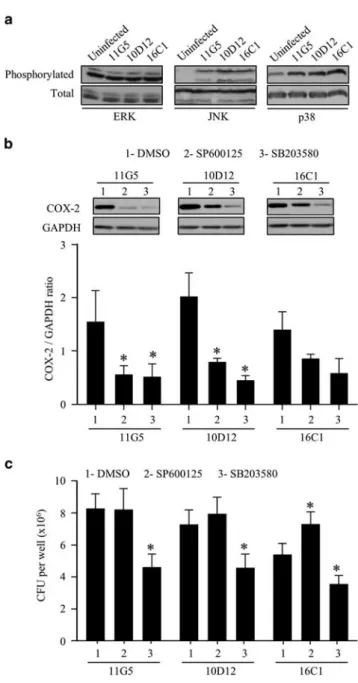 Figure 6 Colibactin is not involved in colon cancer-associated E. coli- coli-induced COX-2 expression