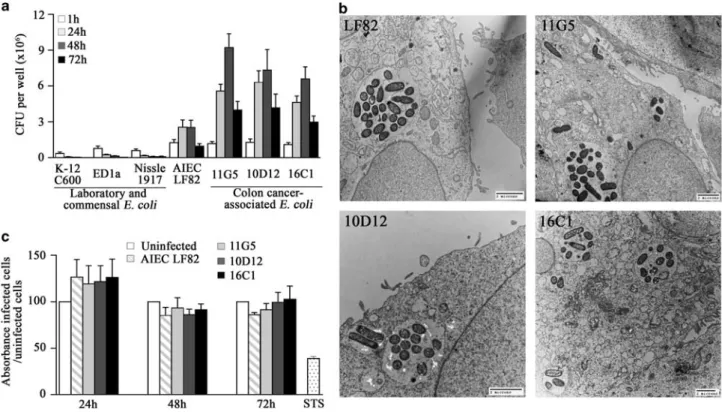 Figure 6b). These results indicate that the ability of the E. coli 11G5 strain to resist killing by macrophage and to promote COX-2 expression is independent of colibactin production.