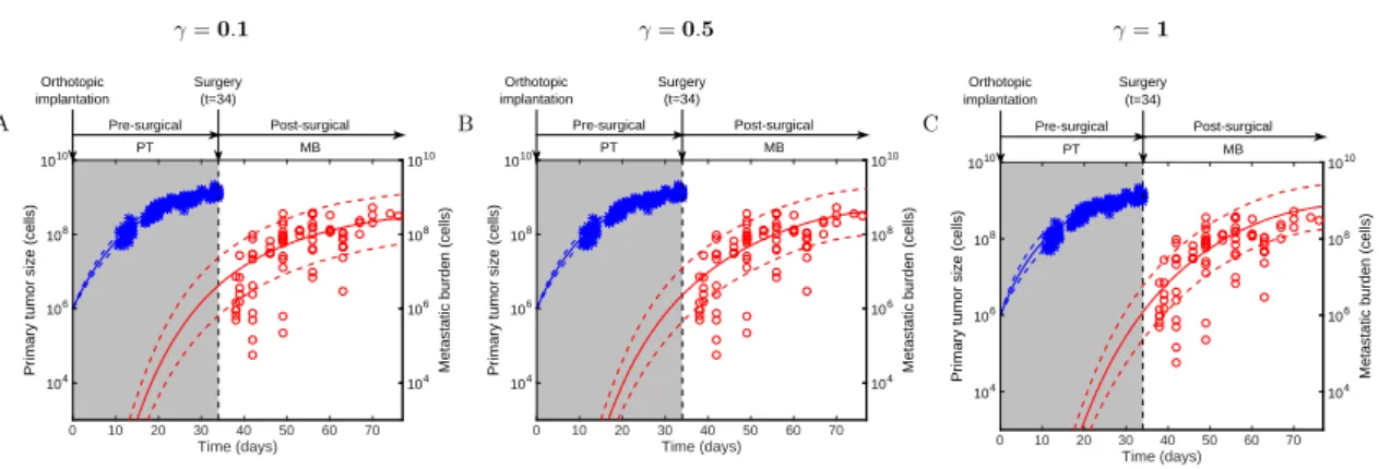 Figure 2 – Population fits of the ortho-surgical metastasis animal models for a dissemination coefficient d(V p ) = µV γ p and various values of γ
