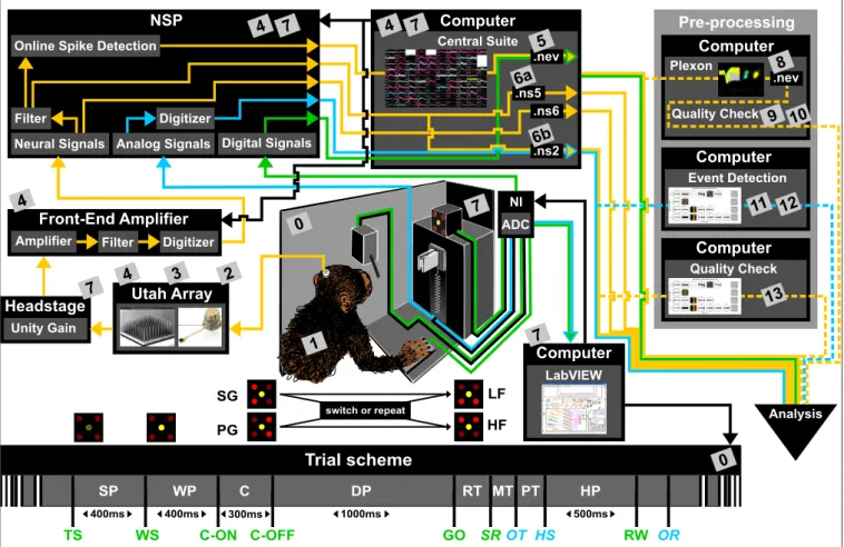Figure 1). In each trial, instructions for the requested behavior were provided to the monkeys through two consecutive visual cues (C and GO) which were separated by a one second delay and generated by the illumination of specific combinations of 5 LEDs po