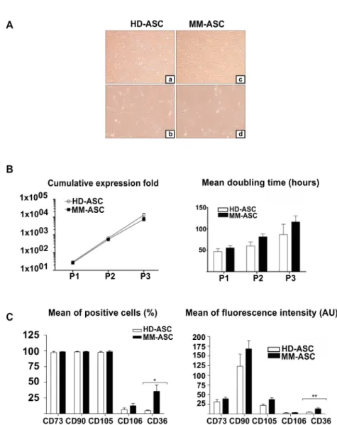 Figure 1. MM-ASC have normal morphology, proliferation capacity, and immunophenotype.