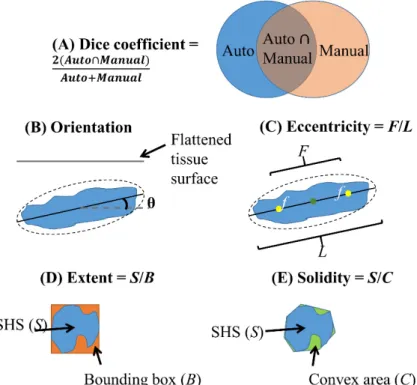 Figure 2. Illustration of Dice coefficient (A) for validation of SHS boundary segmentation and  quantitative shape descriptors (B–E) used in this study