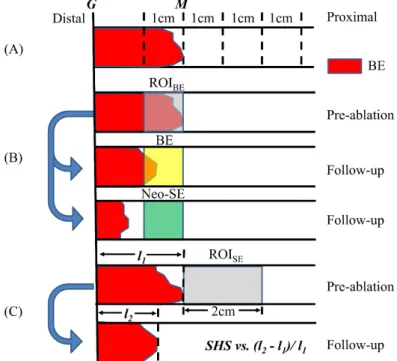Figure 3. Illustration of the three SHS analysis studies. (A) The 4 cm segment starting from the 1 cm  Barrett’s esophagus (BE) region distal to M was divided into 1 cm segments to study the general  distribution of SHSs