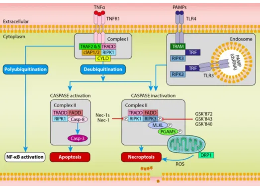 Figure 2. TNFα-induced cell death pathway. (a) TNFα stimulates TNFR1 to generate complex I by  recruiting TRADD, TRAF2 and 5, RIPK1 and cIAP1/2