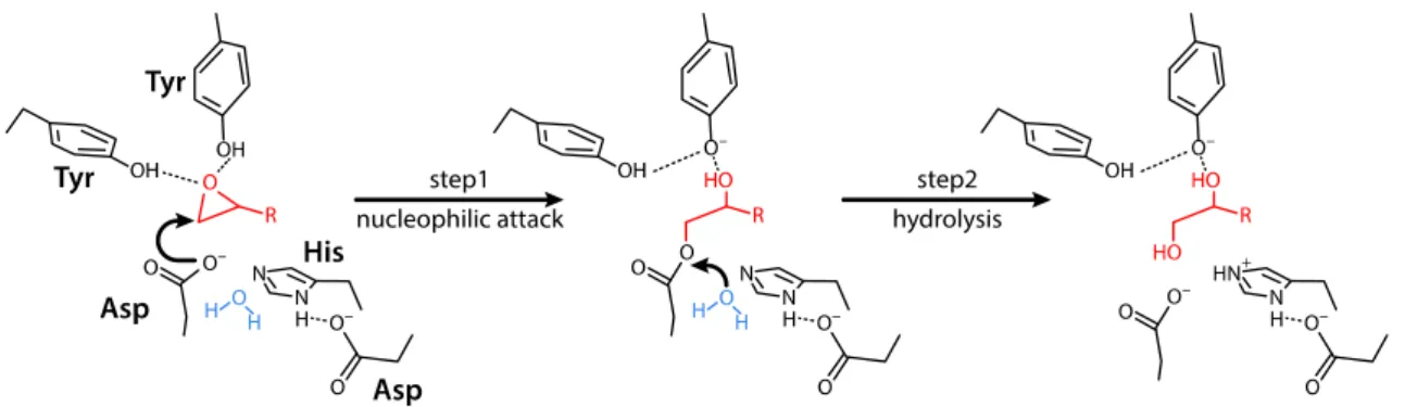 Figure 1. Two-step enzymatic mechanism of α/β hydrolase fold EHs. In the first step, EH forms a covalent bond with its  substrate