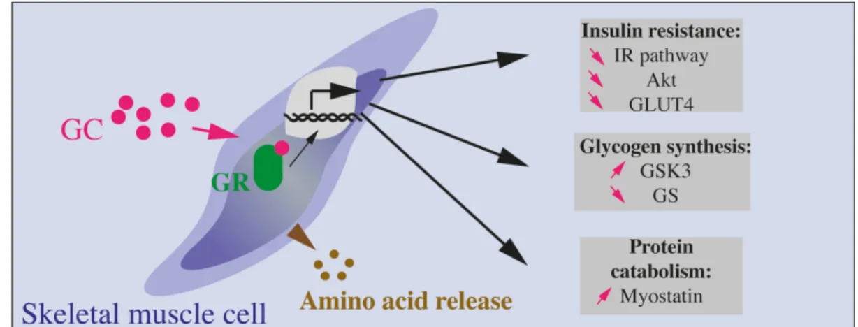 Figure 4. Effects of GCs on skeletal muscle cells. GCs bind to their receptor (GC receptor, or GR)  and lead to protein catabolism (involving increased myostatin production) and amino acids release